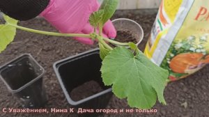 Рассада кабачков Вытянулись у окна, что делать