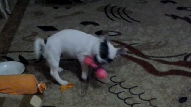 Французский бульдог Михей смотреть онлайн