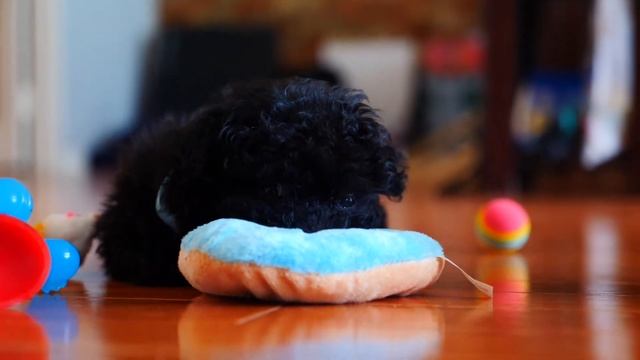 Why did Java love his donut so much? смотреть онлайн