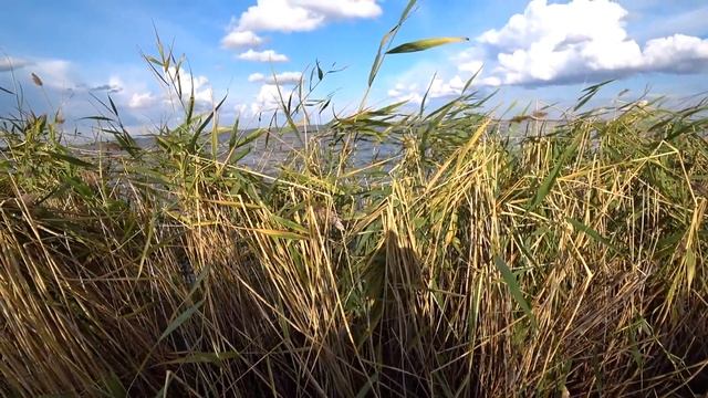 Охота на утку. Вечерка в сентябре смотреть онлайн