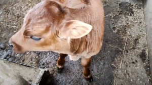 Вот это телка! Такой телки, я еще не видел... Крупный рогатый скот.