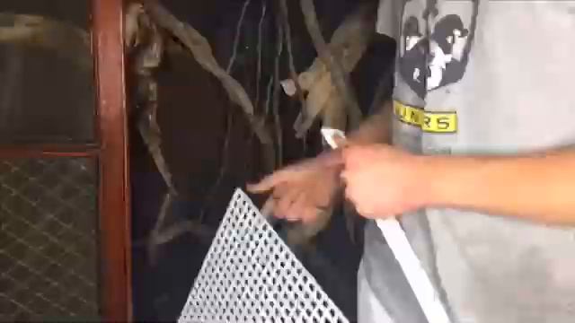 Massive Bioactive Iguana Cage!!! I Can Go Inside!!! | DIY Reptiles смотреть онлайн