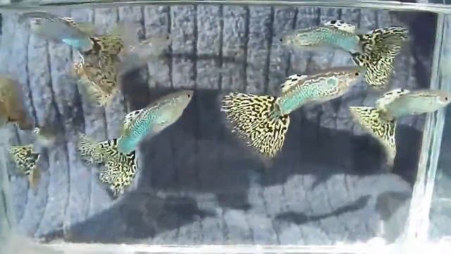 Гуппи Зеленая Кобра Poecilia reticulata смотреть онлайн