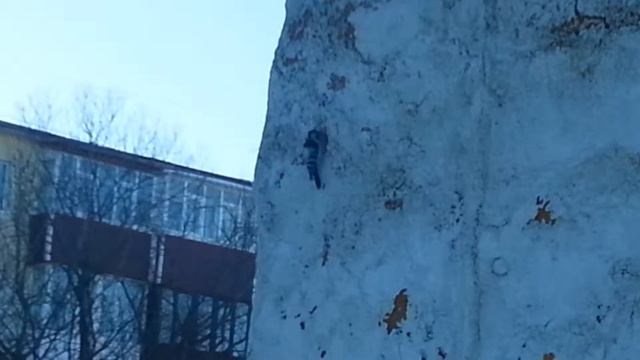 Дятел долбит дом смотреть онлайн