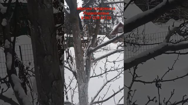 обрезка груши ДО ОБРЕЗКИ смотреть онлайн