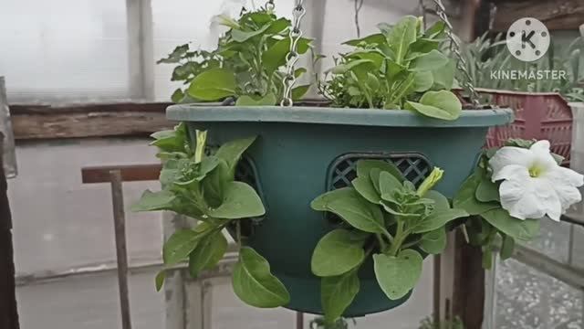 Сибирь. Как же изменился подвес с петунией Сферика за пять дней. смотреть онлайн