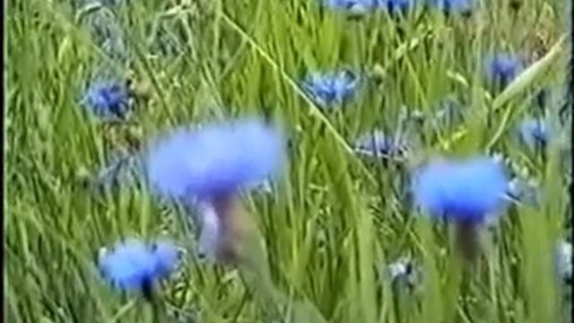 василек смотреть онлайн