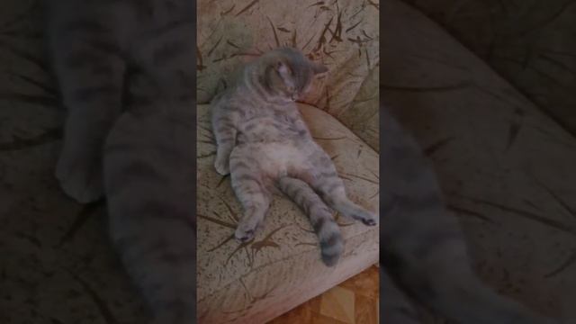 НакуреНный кот смотреть онлайн