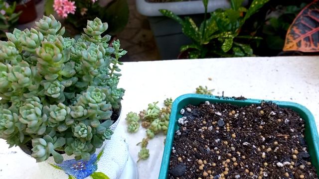 Suculenta echeveria querência! como multiplicar ❤️ смотреть онлайн