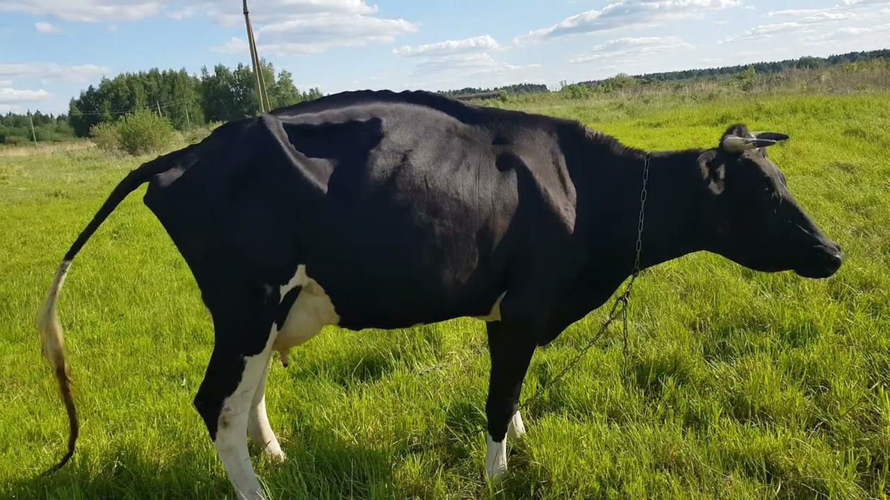 МОЯ КОРОВА смотреть онлайн