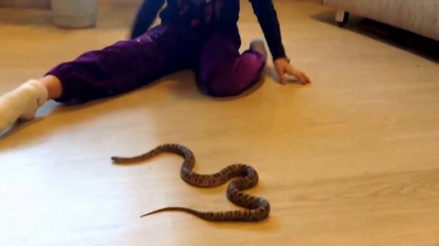 маисовый полоз Анери самка 2013г смотреть онлайн