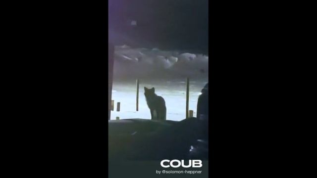 ПОДБОРКА ПРИКОЛОВ С ЖИВОТНЫМИ. КОРОТКИЕ ВИДЕОНАРЕЗКИ #Shorts (#1) смотреть онлайн