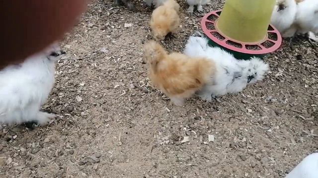 Аптечка для кур и цыплят смотреть онлайн