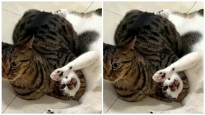 Кот медленно убивает другого кота