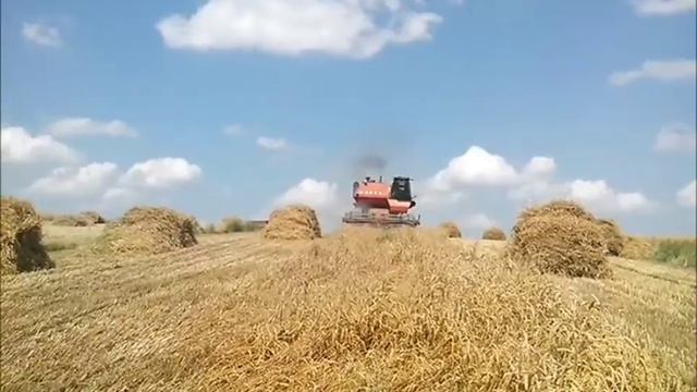 Żniwa pszenicy z kombajnem Niva SK-5 M1 ☆ Збираємо пшеницю комбайном Нива СК-5М-1 ㋡ NazarFarmer смотреть онлайн