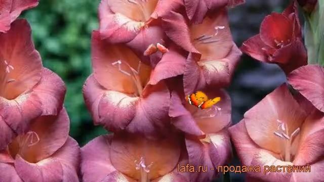 Гладиолус бамбино Пенни Лейн (gladiolus) ? обзор: как сажать, рассада гладиолуса Пенни Лейн смотреть онлайн