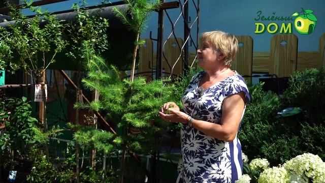 Лучшее хвойное дерево ? Уход за лиственницей ? Советы от Garden-zoo смотреть онлайн