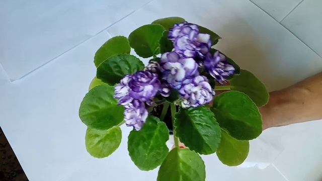 Коллекция сортовых фиалок: сорт, спорт и пересорт! Фиалки у Алисы. смотреть онлайн