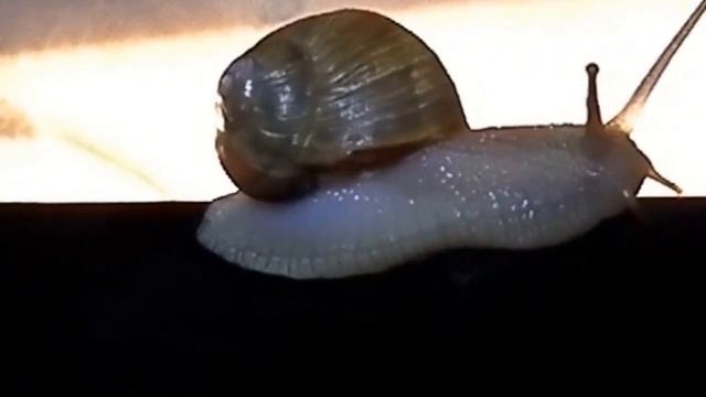 Прикольная улитка смотреть онлайн