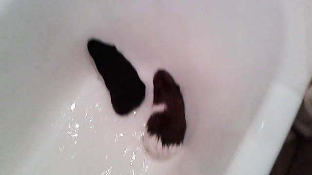 Морские свинки моются в ванной