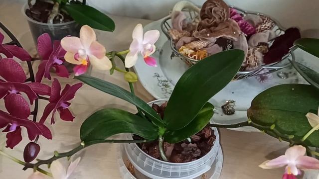 Цветение в моей спальне орхидей фаленопсисов . Бабочка. Пелорик. Бабулетка. Май. смотреть онлайн