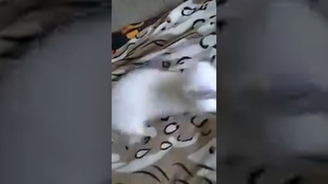 Забавные хорьки. Резвятся. Ржу нимагу. смотреть онлайн