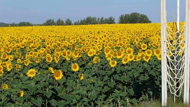 Поле подсолнух смотреть онлайн