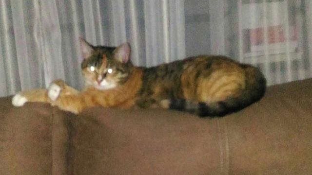 Жизнь Мандаринки 2019-2023