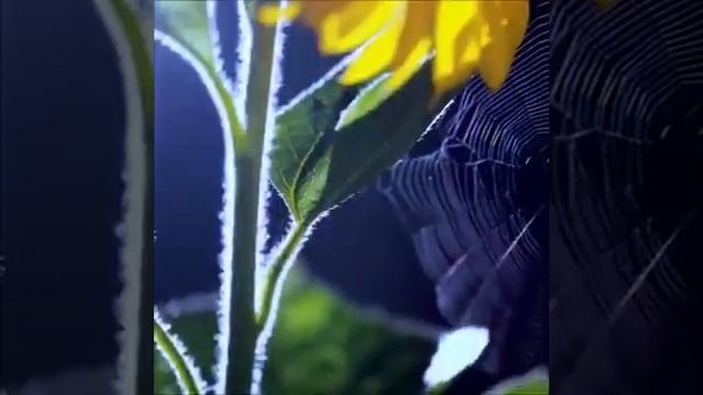 Мебель по китайски (из бамбука) смотреть онлайн