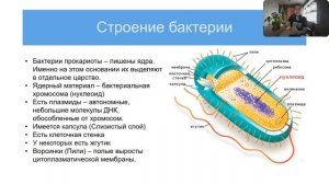 Бактерии. Строение и основные формы бактериальной клетки. Распространение бактерий.