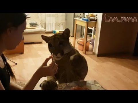 Как соблазнить Месси. How To Seduce Messi