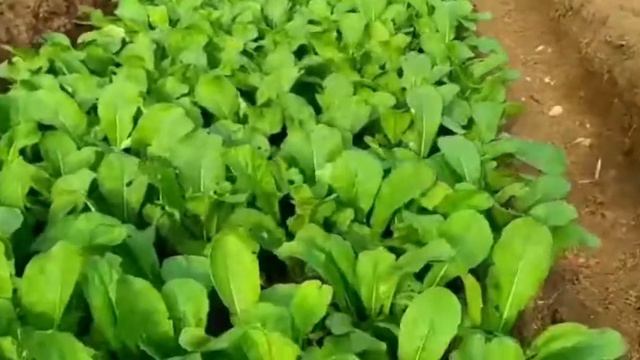 kamates farm, magkanu ang kikitain sa taniman ng kamates, presyu ng kamates смотреть онлайн