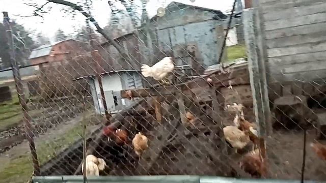 КУРОЧКИ ПЕРЕСТАЛИ НЕСТИСЬ ПРИЧИНЫ смотреть онлайн