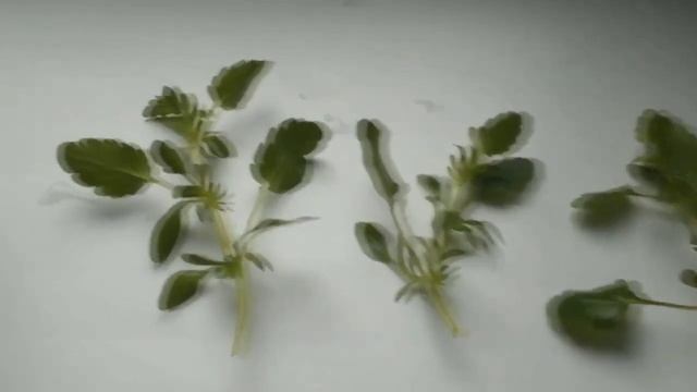 Анютины глазки размножение очень быстрый способ смотреть онлайн