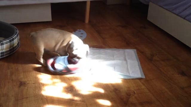 Французский бульдог Persi смотреть онлайн