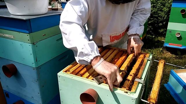 Ошибки при раздачи маточников. смотреть онлайн