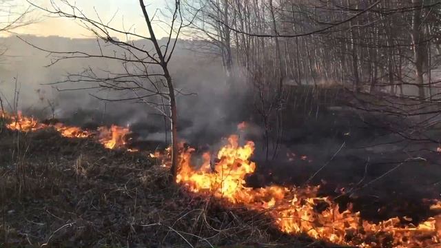 Пал сухой травы под Калининградом смотреть онлайн