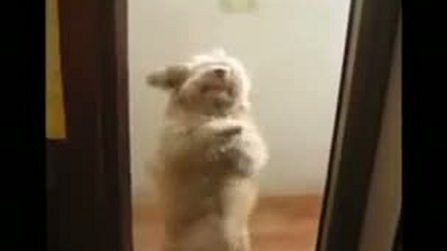 Собака колбасится / www.kengarags.ru смотреть онлайн