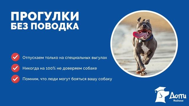 Как научить собаку команде "Ко мне"? Как научить собаку команде "Дай"? Прогулки без поводка (Урок 8 смотреть онлайн