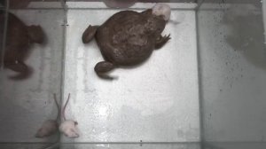 Лягушка бык поедает мышей