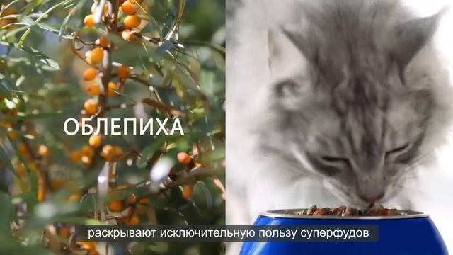 Новинка Purina ONE®. Природа Здоровья с Cуперфудами смотреть онлайн