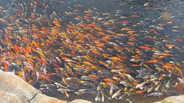 Красота для Вас. Наслаждаемся...