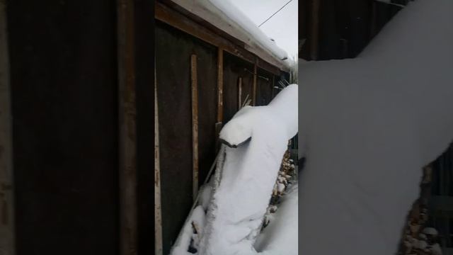 Купили заброшенную дачу. Подготовка к Геологу. Биба и Боба снова в деле смотреть онлайн