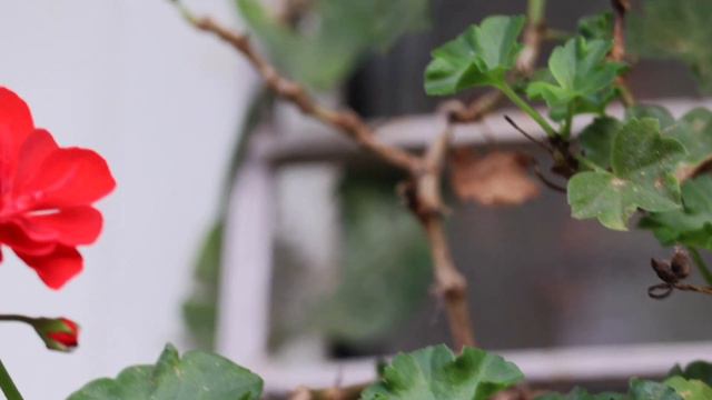 How To Grow And Care Geranium Plant