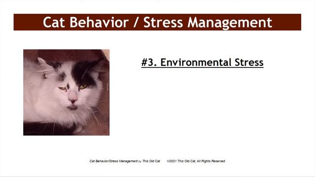 Cat Behavior & Stress Management for Cats - This Old Cat Videos No. 5 смотреть онлайн