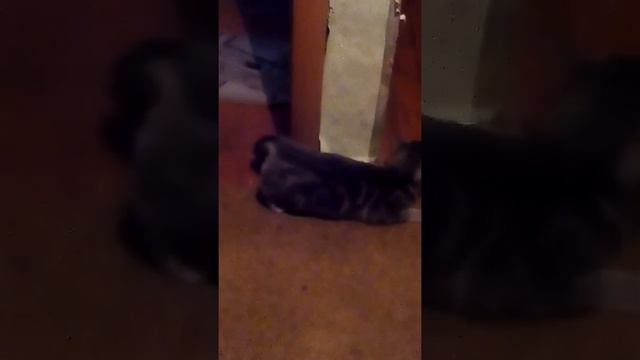 Кошка просит кота смотреть онлайн