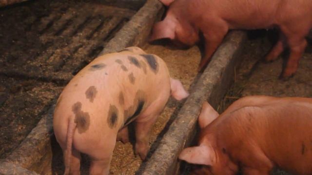 свиноматки и поросята , пред старт и каша. смотреть онлайн