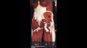 Упражнения для средней и малой ягодичных мышц