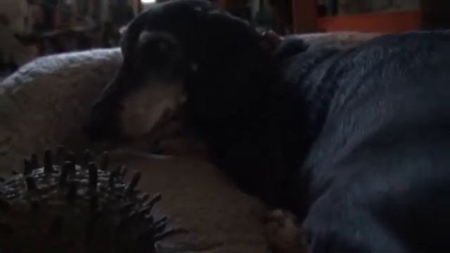 new camcorder смотреть онлайн