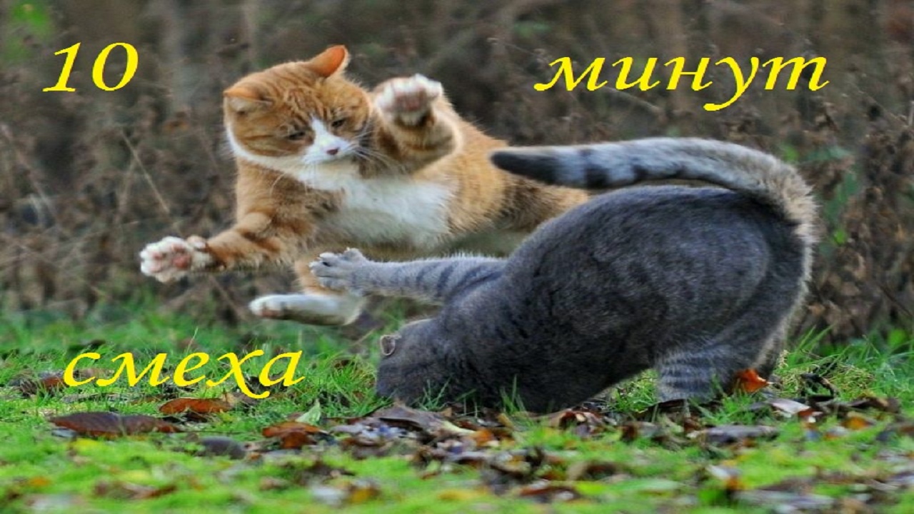 ? СМЕШНЫЕ ЖИВОТНЫЕ 2021 ? ПРИКОЛЫ КОТЫ СОБАКИ ? ЛУЧШИЕ ПРИКОЛЫ с Кошками и Собаками ?.mp4